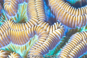 SubSea 10X super macro of brain coral. by Patrick Reardon 
